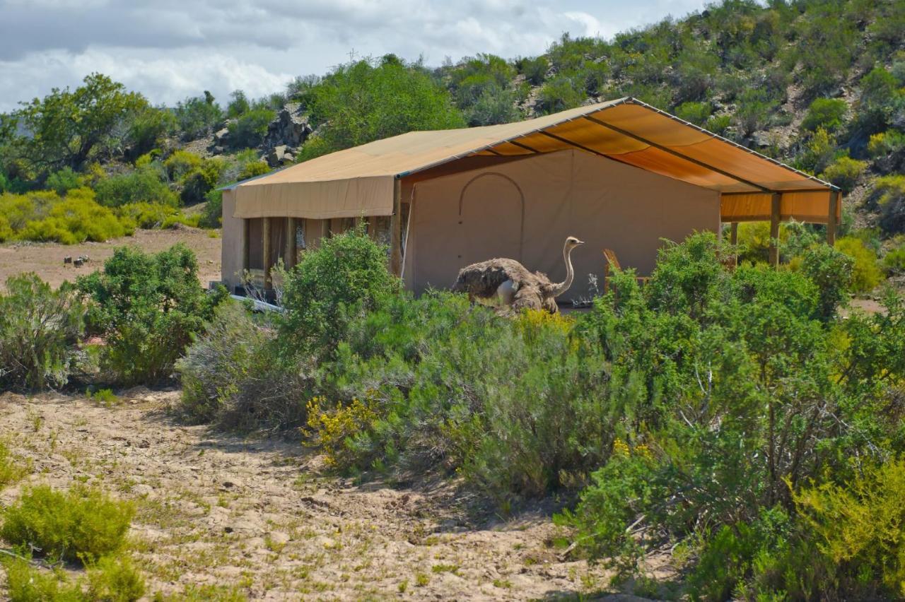 African Game Lodge Montagu Exterior photo