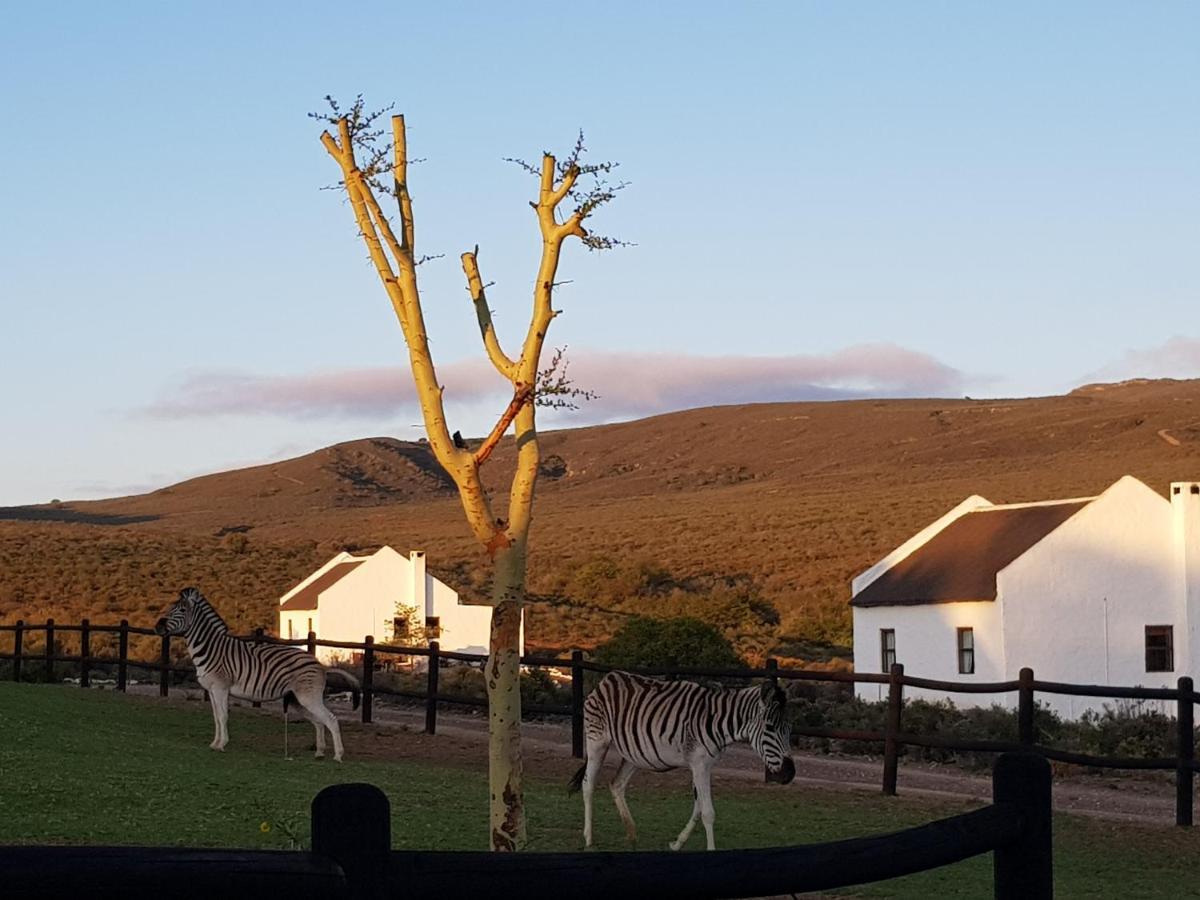 African Game Lodge Montagu Exterior photo