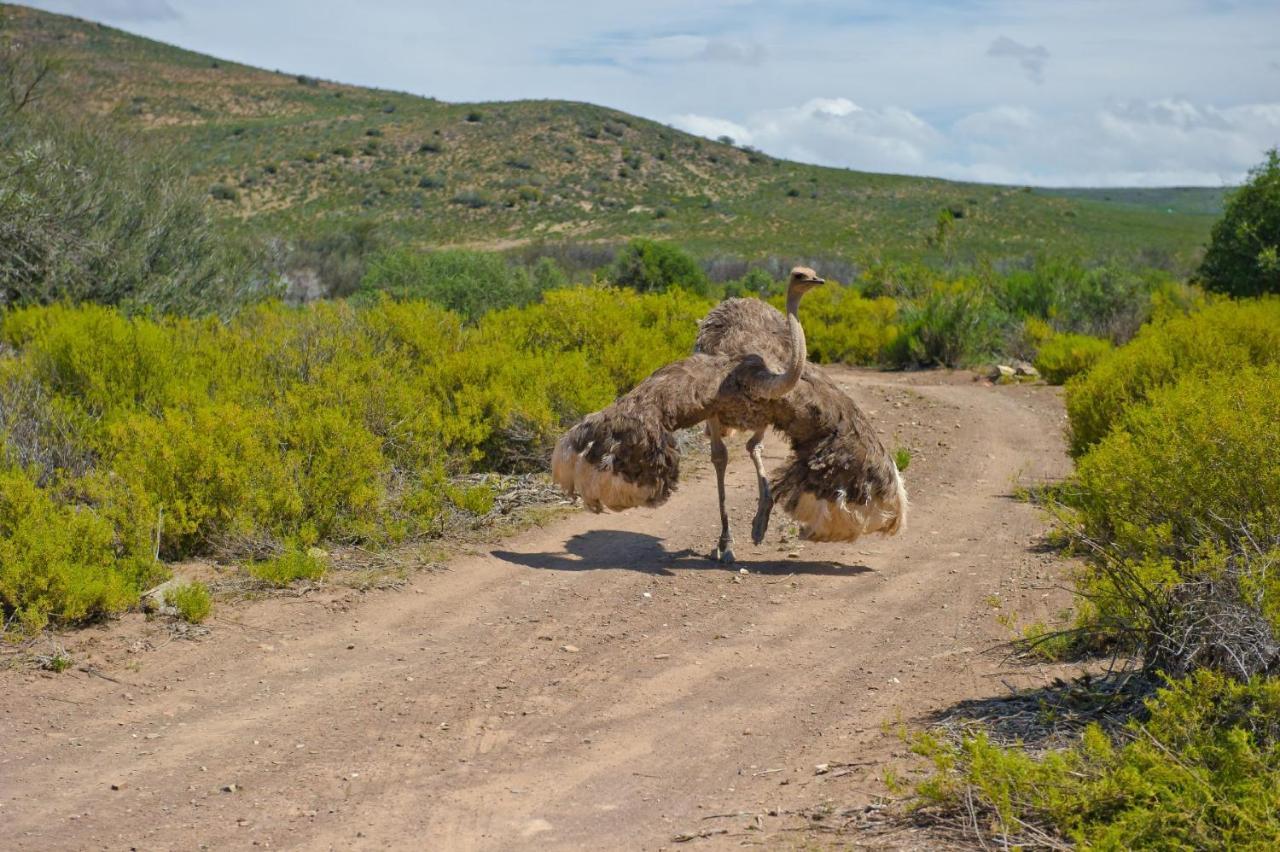 African Game Lodge Montagu Exterior photo
